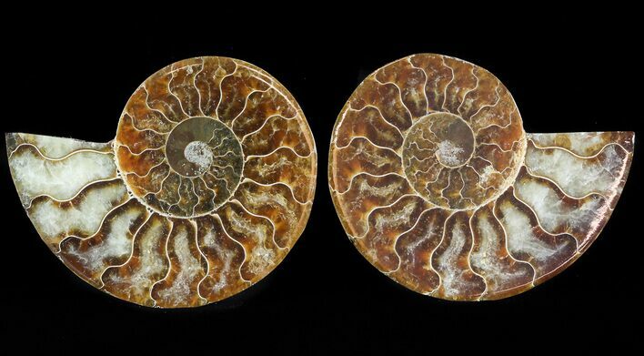 Sliced Fossil Ammonite Pair - Agatized #46509